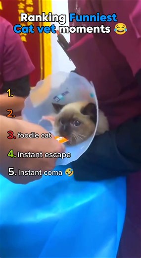 Ranking Funniest cats vet moments 💉😂 #shorts
