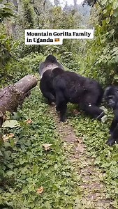 Why Do People Wear Masks When Gorilla Trekking? I’ll be honest—I first thought masks were just for tourists’ comfort. Wrong. They’re to protect gorillas from our germs. A simple cough could threaten their lives. Wearing a mask might feel annoying, but standing face-to-face with a silverback makes it worth every second. Plan your dream safari with our concierge team – the journey starts in our bio 📧 info@gorilla-trekking-safari.com | gorillapathfinders@gmail.com 🌍 gorilla-trekking-safari.com 📲