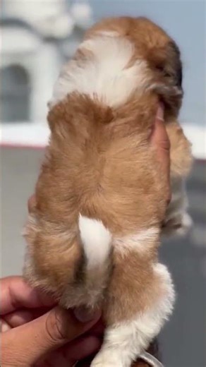 shitzu male pappy#Shorts#YouTubeShorts#viral#trending#fyp or #ForYou or #foryoupage