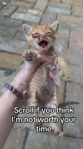 Breille Pets | Scroll please 🙏 💔💔. | Instagram