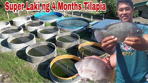 Tilapia Paano Napalaki ng halos 700gms in 4 months? Alamin WHAT: Tilapia Intensive farming Seminar VENUE: Koronadal City, South Cotabato DATE: March 15, 2025 8 to 5pm limited for 30 to 50 Slots only Call or Text Ms. Angel for Reservation 09165541232. | Pinoy Palaboy