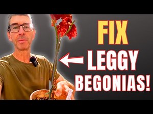 How to Fix Leggy Cane Begonias (3 Ways to Rescue Bare Stems)