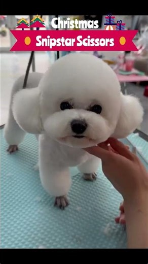 🐾 Floppy Ear Trimming 101: Use This Curved Pet Scissor for Safe, Even Results (Puppy-Friendly!)