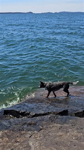 Attempts being made to calm down the largest fresh water lake in the world #blueheeler #cattledog