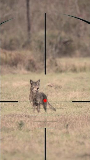 Fox Shooting | Sparare alla volpe | Tirer sur le renard