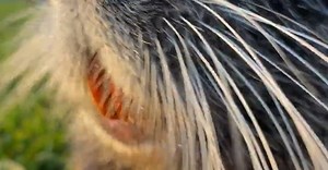 Video by Anna Zviahina 🇺🇦 on Pexels