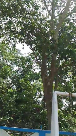 গাছের উপরে কে পা ঝোলাচ্ছে #vairalvideo #ramizofficial0786 #shortsvideo, 😁😄🦹🏿‍♂️🦹🏿‍♀️😛😋