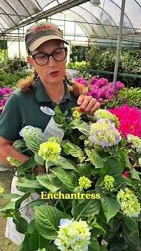 Your garden, in full hydrangea season 💙