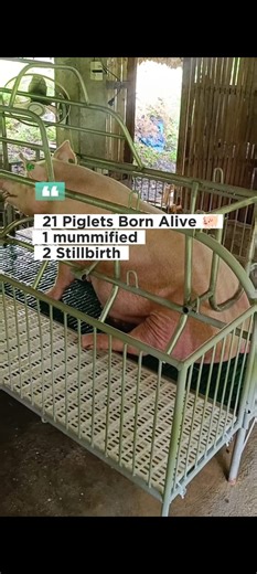 24 Piglets (21 Alive, 1 Mummified, 2 Stillbirth) Doble doble ang biyaya 🐖 #menandthopiggeryfarm #provincelifeofminay #AlagangBaboy #BlessedWith21 #blessed | Men and Tho Piggery Farm