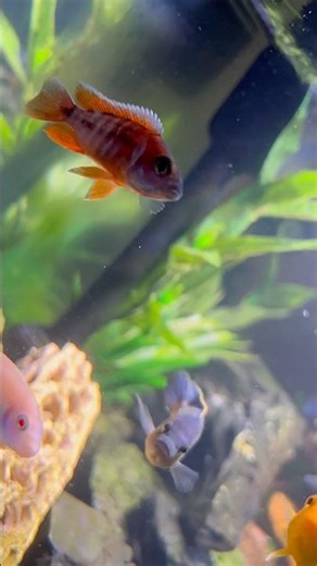 Freshwater aquarium #freshwaterfish #fishkeeping #animalshorts #cichlid