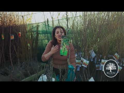 🌳 Păr columnar la rădăcina împachetată – ideal pentru grădini compacte și recoltă rapidă! 🍐