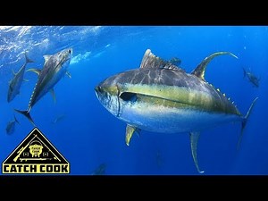 The ultimate yellowfin tuna fishing experience [CatchCook] Cape Town