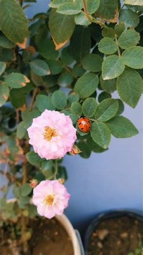 A ladybug on the Rose flower , very beautiful #shorts