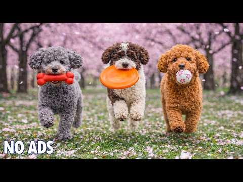 12 Hours Dog Music for Dogs 🐶 Happy Playing Dogs 🐾 Calming Music for Anxiety & Relaxation