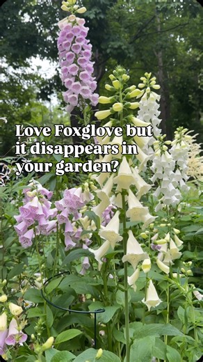 Melanie Rekola | Landscape Designer & Garden Designer on Instagram: "It’s a 🦊 theme today: Foxglove 🆚 Foxglove Beardtongue Like many of you I love Foxglove flowers but as most are biennial, you must plant them two years in row if you want flowers every year. And even after you do this it’s still not a guarantee that those plants will reseed – especially if you mulch heavily or weed fastidiously. Sometimes you’ll end up weeding out those seedlings by mistake! In some gardens that are the ideal 