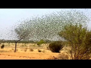 Budgerigars in the wild in Murmuration / Swarm in Outback Australia