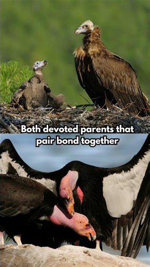 A Tale of 2 Vultures 🥩🦅