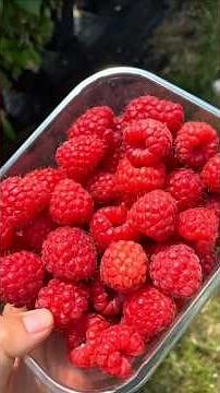 Raspberries Benefits for Men | A Superfood You Should Eat Daily
