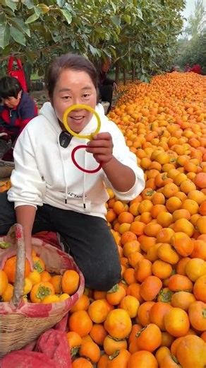 This Persimmon Harvest is So Satisfying! 🧡✨