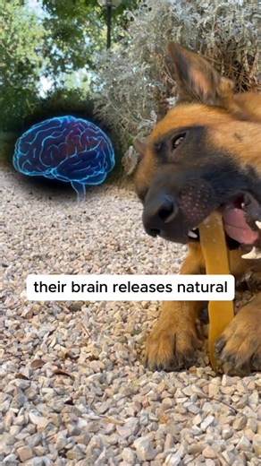 28 reactions · 6 comments |  Our Yak Chews are the perfect all-natural, and long-lasting chew to keep any dog happily occupied. In various dimensions and for all dog sizes!⁣⁣⁣ ⁣ ✔️ Special flavored chews⁣ ✔️ Protein-rich and highly digestible ✔️ Help improve teeth and gum hygiene ✔️ 100% Authentic Yak Chew From the Himalayas Get our high-quality and long-lasting Yak Chews today. | Safest Dog Chews | Facebook