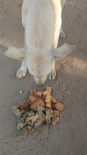 Dogs helping humans 🐶 || Love me helping dogs || #subscribe #like #shorts #viral #help #dog #love