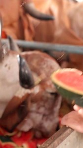 Cows eating Watermelon Rosier Farms | Flying Beast