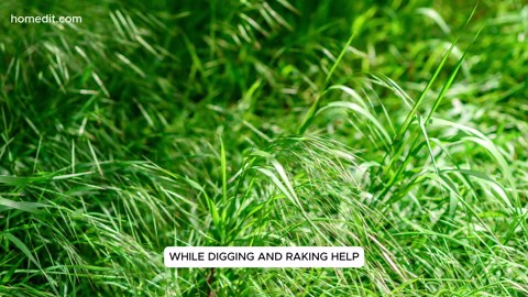 10 Worst Invasive Plants in Your Yard (and How to Get Rid of Them!)