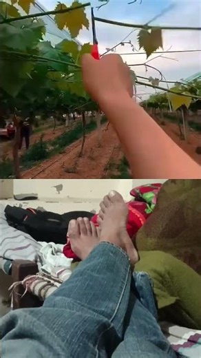 Techniques To grow Beautiful Grapes #satisfying #farming