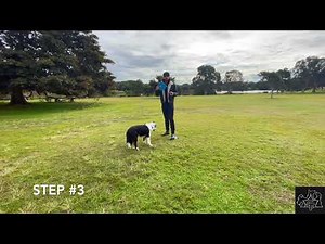 How To Teach Your Dog To Play Frisbee #frisbee #dog #dogtraining