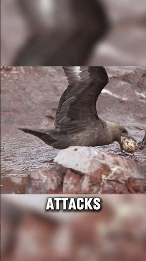 This Bird eats penguins chicks ||