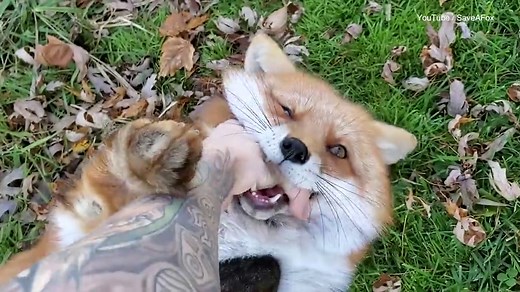 Adorable moment rescue fox giggles playing in wildlife sanctuary
