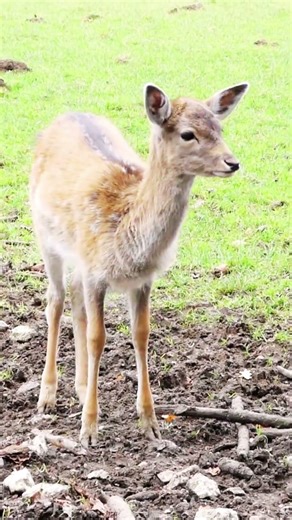 Little Woodland Wonder: European Fallow Deer #deer #shorts