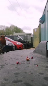51K views · 9.3K reactions | Buddy the robin flying back and forth to the nest to feed his chicks. It just goes to show how busy they are during the nesting season, his nest must have been close by as in the ten minutes I was observing him, Buddy come back to get some food pretty much ever minute. #buddytherobin | The Robin Whisperer | Facebook