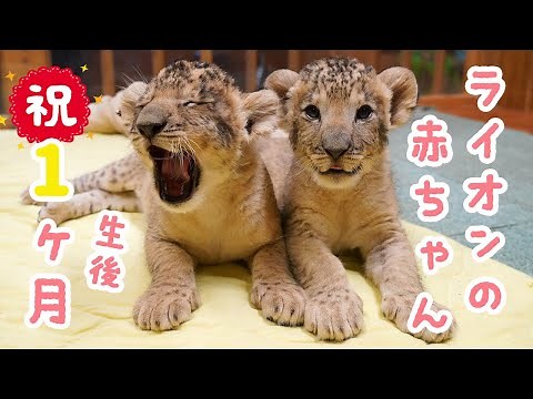 ライオンの赤ちゃん 🐾 （生後１ヶ月）