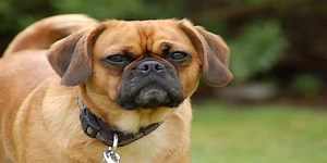 Pugalier (Pug x Cavalier King Charles Spaniel) Dog Info, Puppies & Pictures