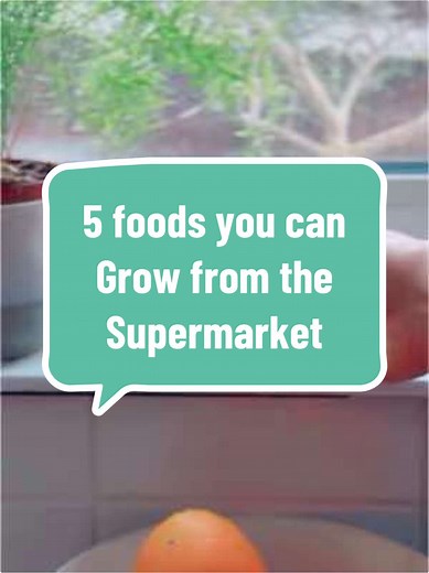 The first step to growing some of your own food is as simple as picking up a few things from the supermarket. You can start all of these this month and full details of all the projects are in my book ‘Give it a Grow’ which includes recipes for the flatbreads and the lentil green Dhal. You can find a copy via the link in the bio, online and in bookshops and I hope to finally have a US release date very soon! These 5 projects are all either quick and easy, produce repeatedly, for a long time or gi
