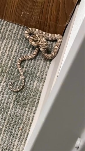 Taylor Texas | Snake identity