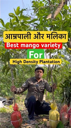 “अमरपाली & मलिका – दो सुपरहिट आम की वराइटी!”#shorts #viralvideo #farming #mangocrop #mangotree