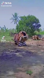 Only heard of lion and dragon dances? Check out some of the other dances based on the Chinese zodiac animals! Tiger dance, bull dance, chicken dance and dog dance. | Liondoncefreak