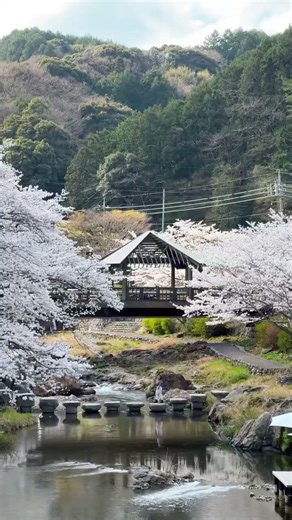Missed the cherry blossoms in Tokyo? Go to Yamaguchi instead! 🌸👀 #yamaguchi #sakura