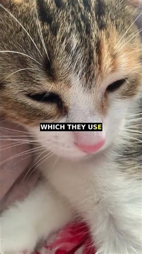 My cat CLAIMS my laptop when I work #Shorts