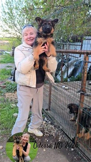 😃Oops! Funny German Shepherd puppy. Odessa 2026