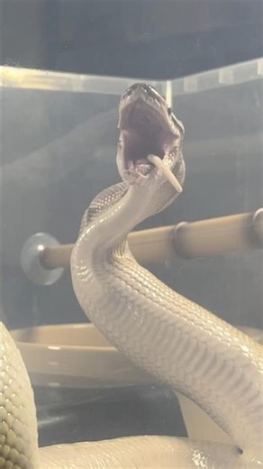 MOCHI | Lesser Axanthic VPI Royal / Ball Python | #feeding #short 💚🎬 (06.08.25)