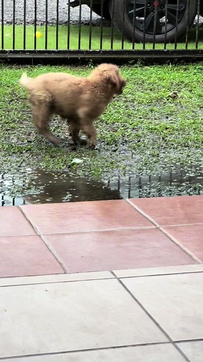 Kikineitor ya disponible en tiendas #terreneitor #golden #goldenretriever #kikidi #costarica #viral