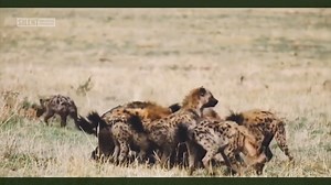 CLASSIC FIGHT! The Hyena Clan snatches a male lion's food! | Exo Wildlife