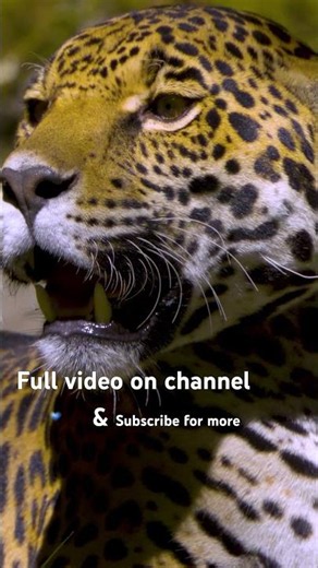 Amazon Jaguar Up Close 🐆🌿