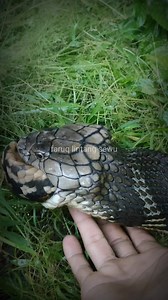 47K views · 139 reactions | king cobra enjoy swallowing the python in my hand #cobra #viralreelsfb #fbreels #reelsviral #trending#adsonreels #facebookadsonreels #facebookree | Mobarak Snake Saver | Facebook