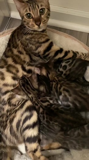 Adorable Bengal Mom Communicating with Her Cute Kittens