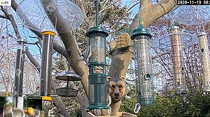 Bird Feeders & Critter Cam