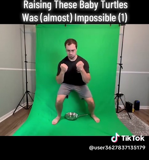 Raising These Baby Turtles Was (almost) Impossible (1)